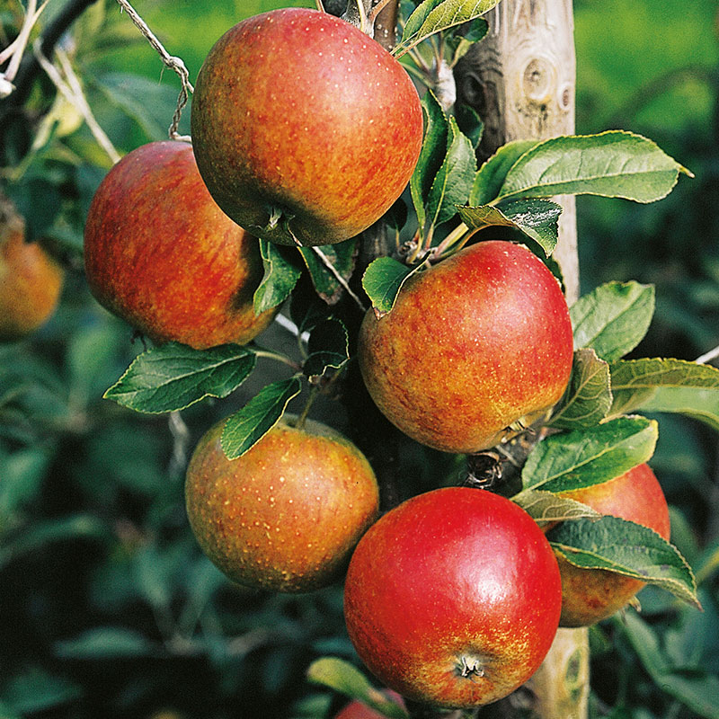 Äpple ’Aroma’ E svagväxande – m uppbindnin