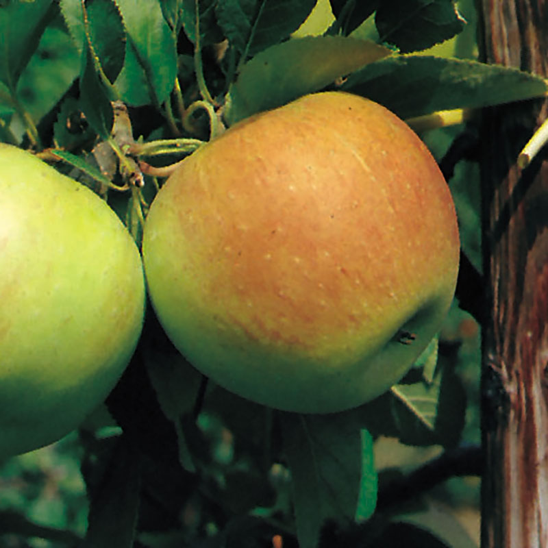 Äpple ’James Grieve’ E svagväxande – m uppbindn