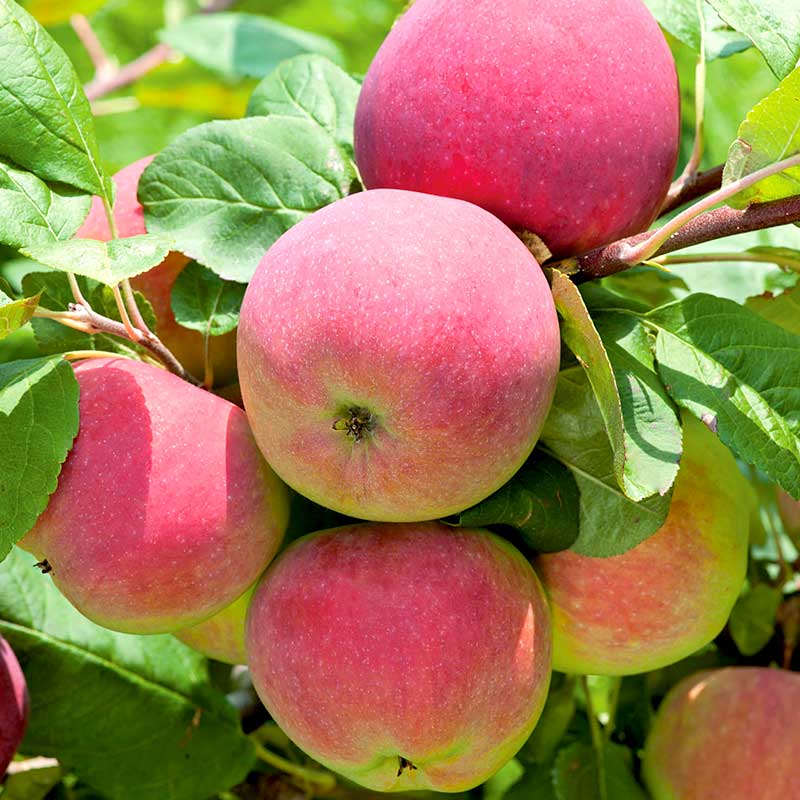 Äpple ’Röd Melba’ svagväxande – m uppbindn