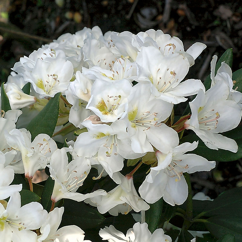 Rhododendron ’Cunningham’s White’ 30-40cm 5-pack