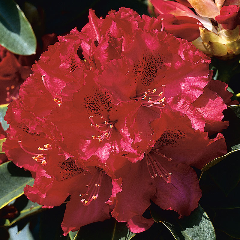 Rhododendron ’Nova Zembla’ 40-50cm 10-pack