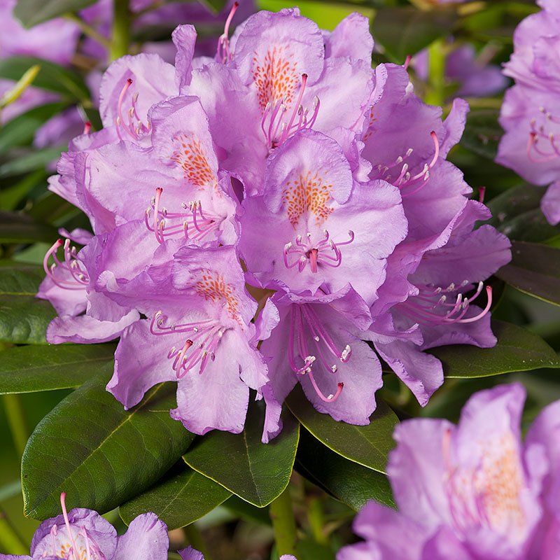 Rhododendron ’Catawbiense Gradiflorum’ 50-60cm 10-pack