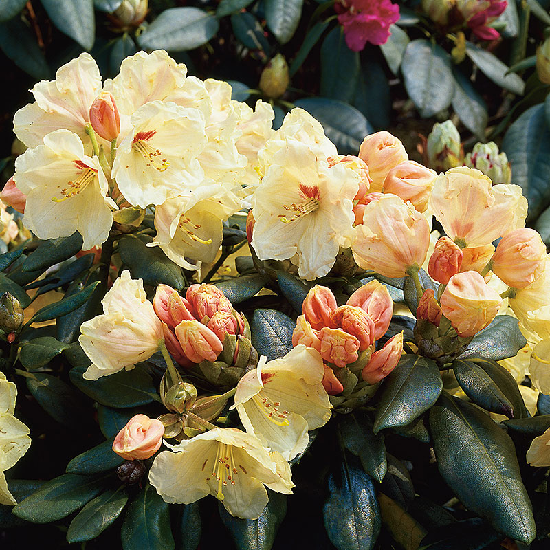 Wexthuset Rhododendron ’Flava’