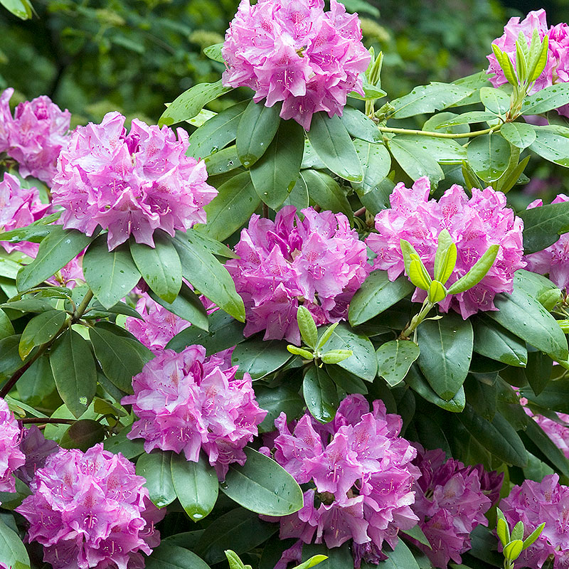 Wexthuset Rhododendron ’Roseum Elegans’ 40-50cm