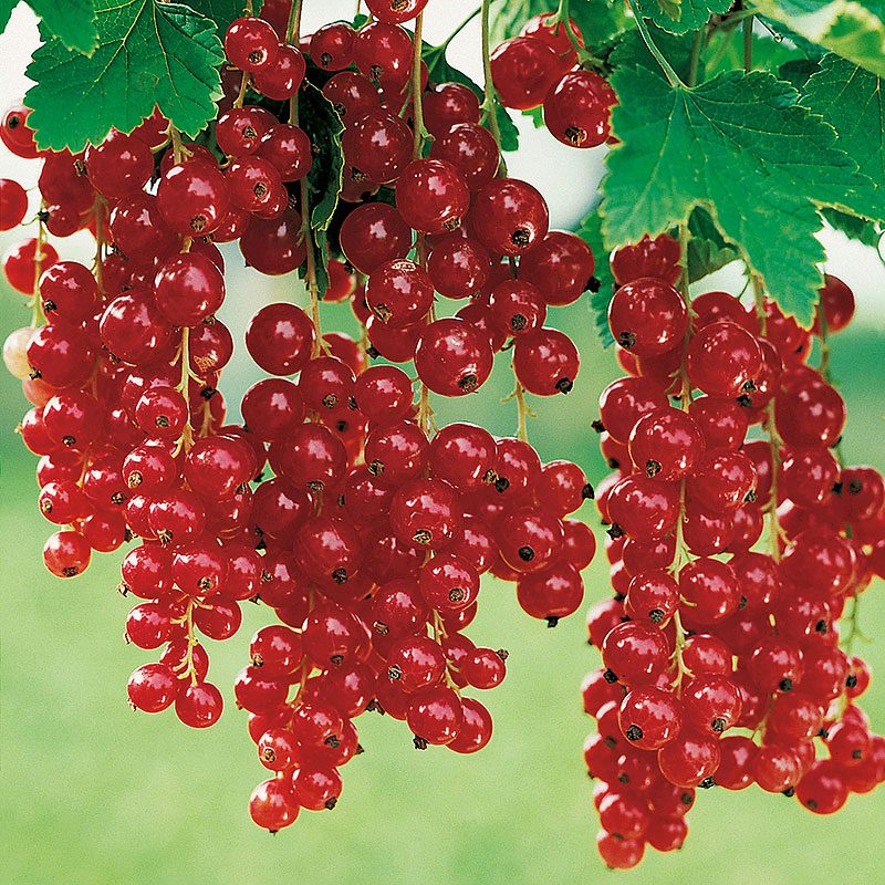 Röda vinbär ’Röda Holländska’ på stam 10-pack
