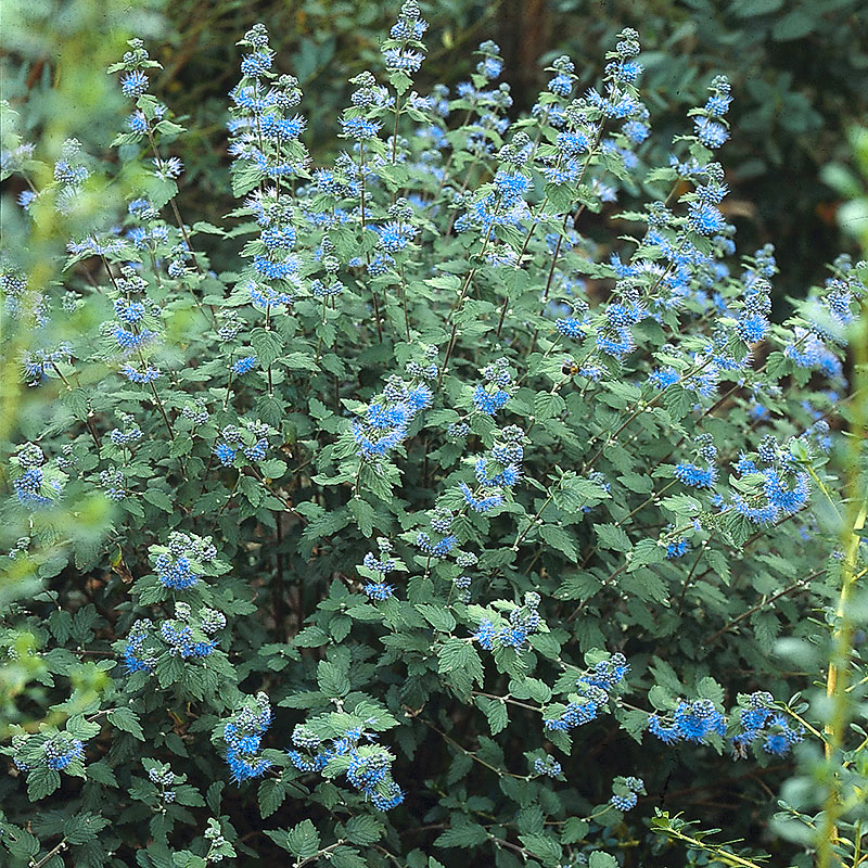 Wexthuset Skäggbuske ’Heavenly Blue’ 5-pack