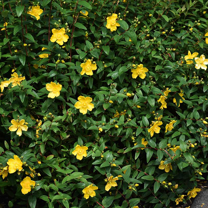 Vinterhyperikum ’Hidcote’ 30-50 cm 100-pack