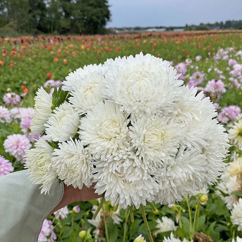 Fam Flower Farm Sommaraster ’King Size White’