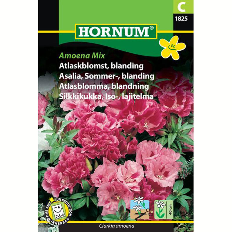 Hornum Atlasblomma Amoena Mix