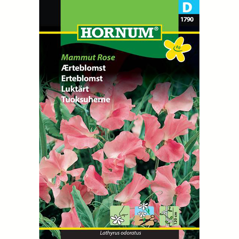 Hornum Luktärt ’Mammut Rose’