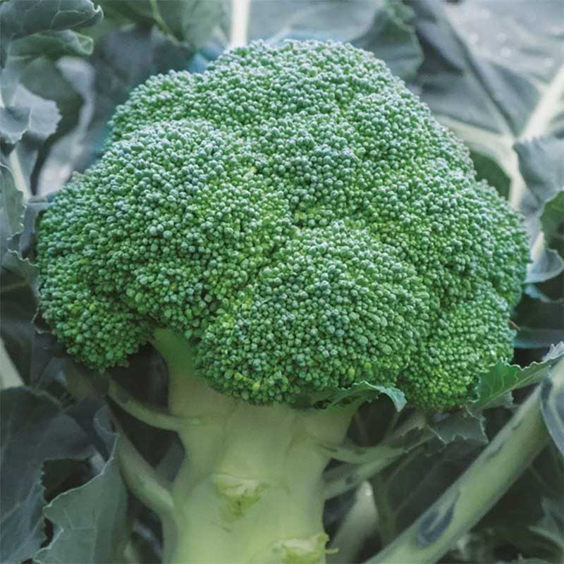 Broccoli 'Babilon' F1