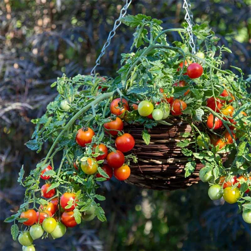 Körsbärstomat 'Cherry Blast' F1