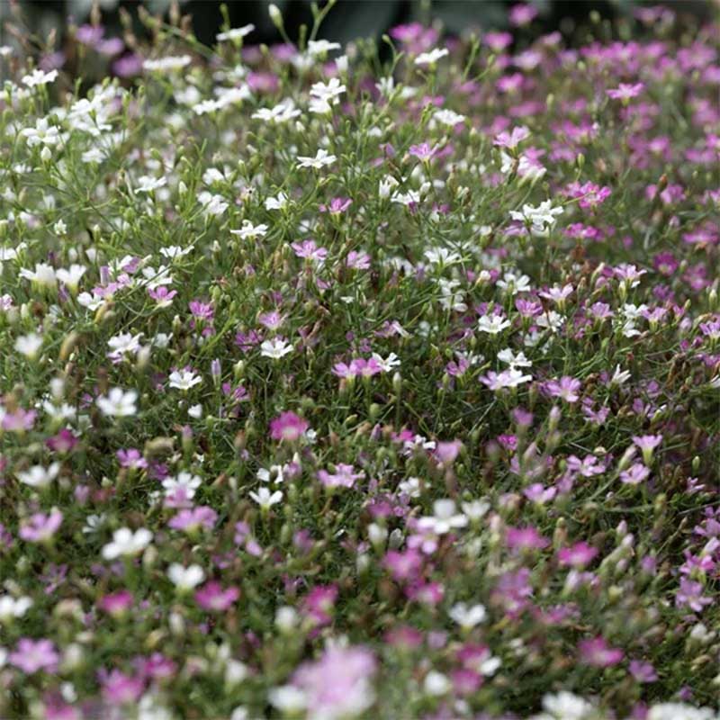 Sommarslöja 'Cotton Candy' mix