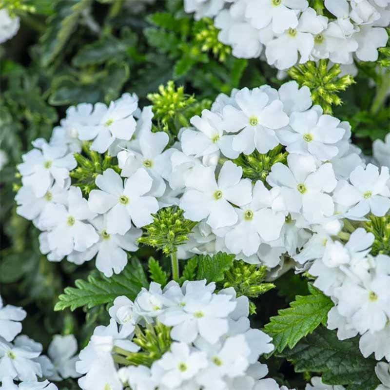 Verbena 'Scentsation White'