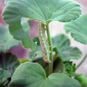 Biobasiq Larvskydd Bekämpning av larver