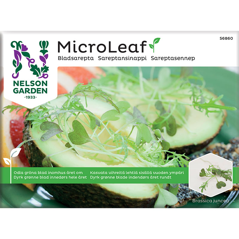 Micro leaf Bladsarepta ’Red Frills’