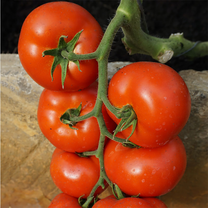 Seklos Tomat ’Abellus’