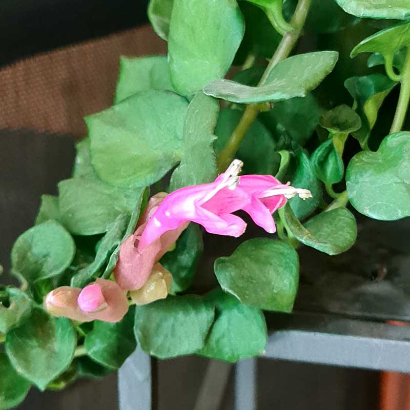 Ampelfackla 'Thai Pink'