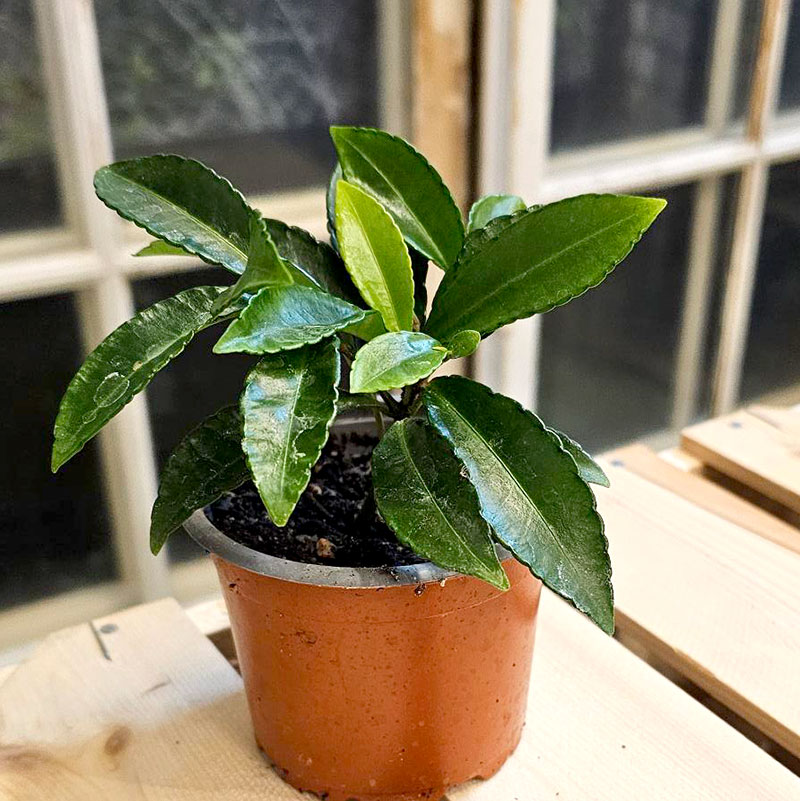 Wexthuset Ardisia crenata