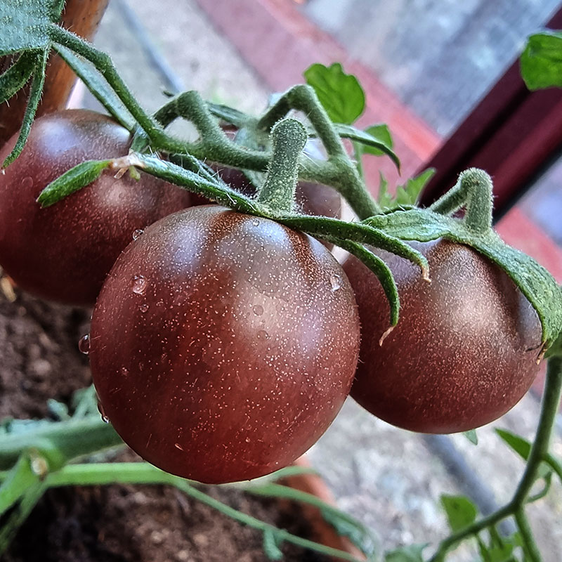 Wexthuset Tomatplanta ’Black Sweet Cherry’