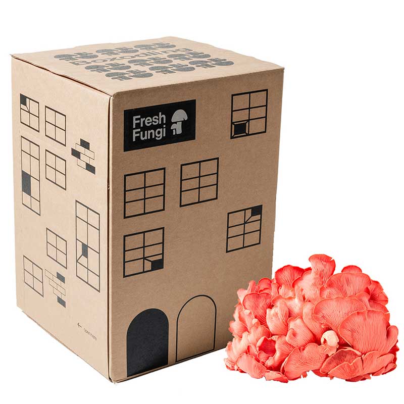 Fresh Fungi Boxodling av Pink Oyster