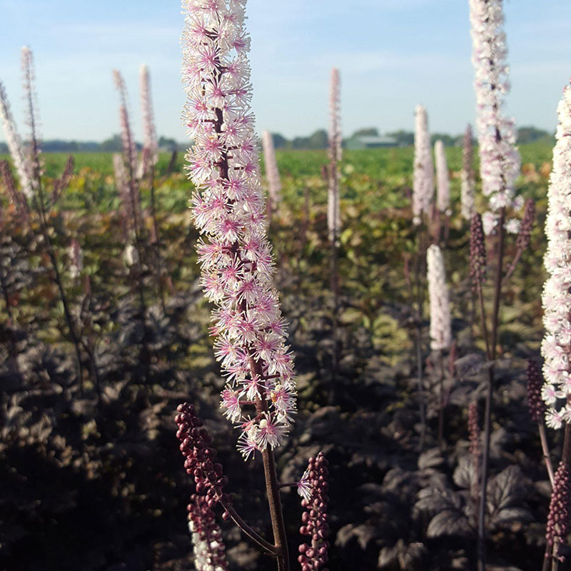 Wexthuset Höstsilverax ’Pink Spike’