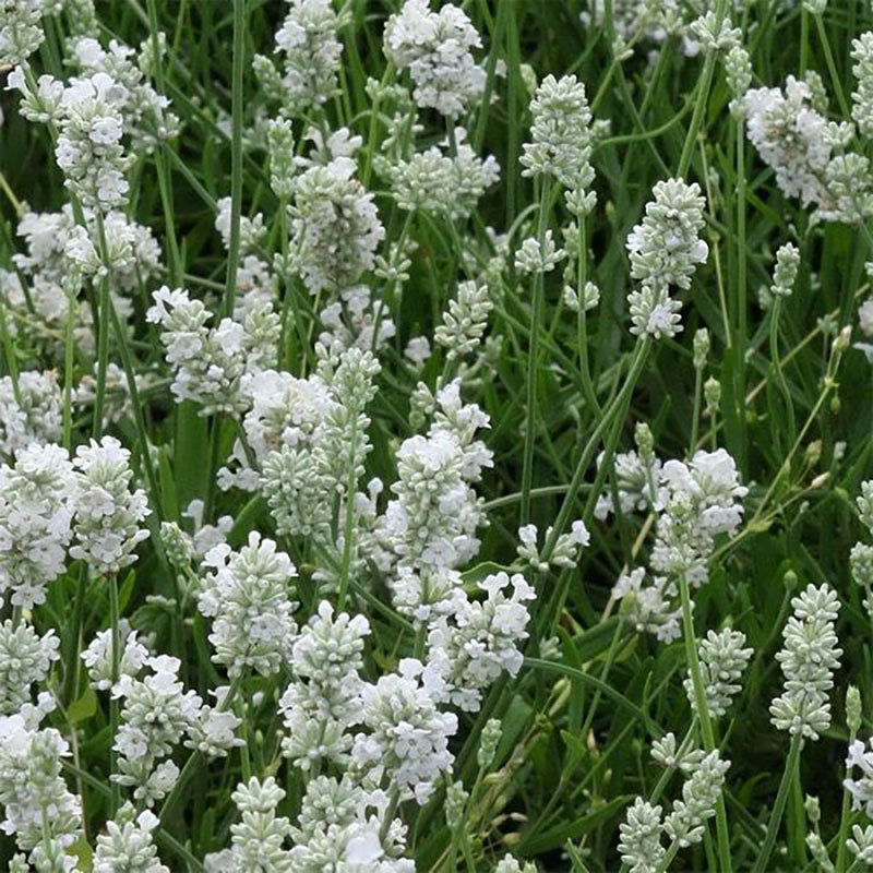 Wexthuset Lavendel ’Edelweiss’