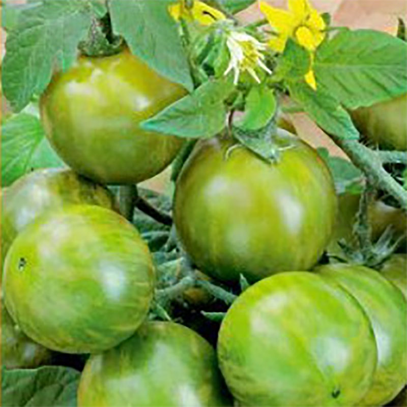 Wexthuset Tomatplanta ’Green Zebra’