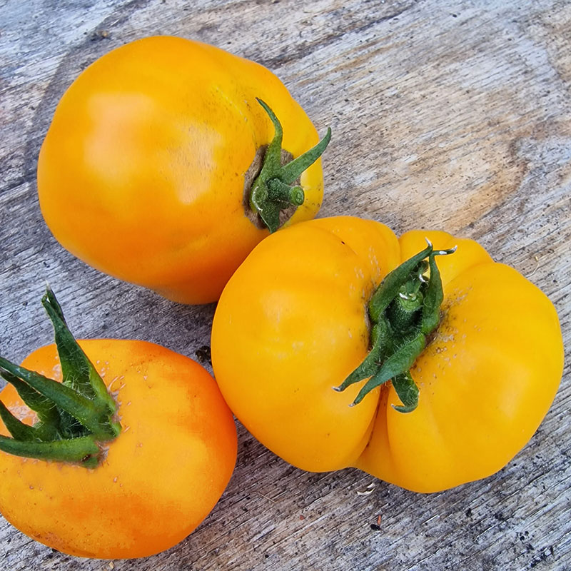 Wexthuset Tomatplanta ’Brandywine yellow’