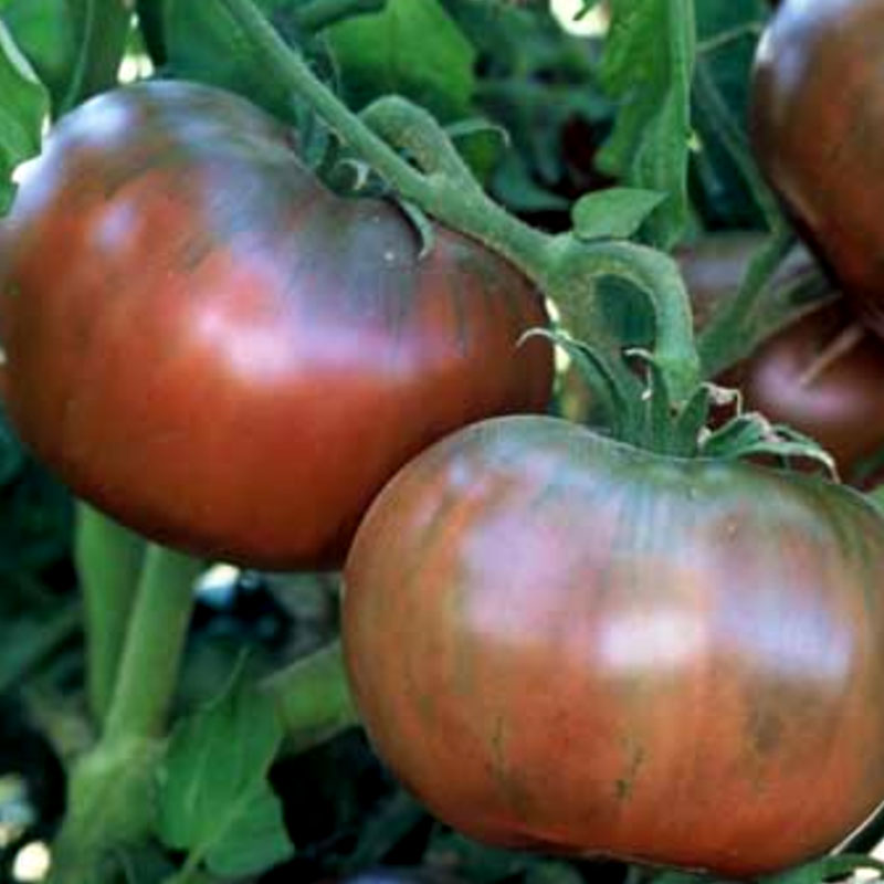 Wexthuset Tomatplanta ’Cherokee Purple’