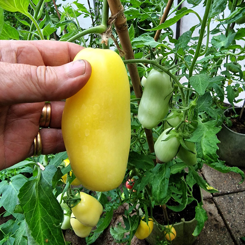Wexthuset Tomatplanta ’Cream Sausage’