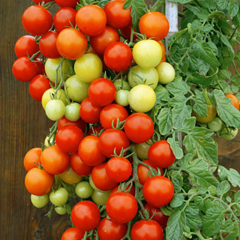 Wexthuset Tomatplanta ’Bajaja’